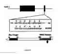 Fig. 26 - Common and rare genetic variations associated with common variable immunodeficiency (CVID) and methods of use thereof for the treatment and diagnosis of the same