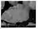 Fig. 01 - Inoculant with surface particles