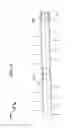 Fig. 35 - Wellbore plug isolation system and method
