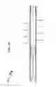 Fig. 34 - Wellbore Plug Isolation System and Method
