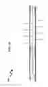 Fig. 34 - Wellbore plug isolation system and method
