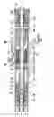 Fig. 06 - Device for hydraulically protecting a submersible electric motor of a downhole, preferably centrifugal, pump (variants)