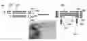 Fig. 01 - Cell-based biosensor array and associated methods for manufacturing the same