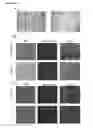 Fig. 02 - In vitro method for assessing cytokine storm responses