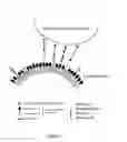Fig. 02 - Compound-carrier systems for assays in nematodes