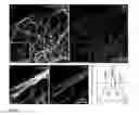 Fig. 04 - Fluorescent dyes with phosphorylated hydroxymethyl groups and their use in light microscopy and imaging techniques
