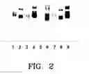 Fig. 03 - Method for detection of bacteria employing purified antigen-specific antibodies