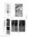 Fig. 05 - METHODS TO OBTAIN A NOVEL CLASS OF GRAM NEGATIVE BACTERIA ANTIBIOTICS WHICH TARGET AN UNKNOWN CELL DIVISION ASSOCIATED PROTEIN LOP1
