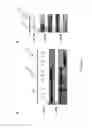 Fig. 09 - METHODS TO OBTAIN A NOVEL CLASS OF GRAM NEGATIVE BACTERIA ANTIBIOTICS WHICH TARGET AN UNKNOWN CELL DIVISION ASSOCIATED PROTEIN LOP1