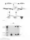 Fig. 12 - COMPOSITIONS AND METHODS FOR DETECTION OF A TARGET IN A MOLECULAR ASSAY USING PH CHANGES