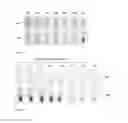 Fig. 13 - COMPOSITIONS AND METHODS FOR DETECTION OF A TARGET IN A MOLECULAR ASSAY USING PH CHANGES