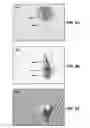 Fig. 06 - Determination of Subsurface Properties in the Vicinity of a Well by Full Wavefield Inversion