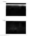 Fig. 31 - Light diffusion film and light diffusion film manufacturing method