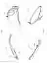 Fig. 31 - Interchangeable eyewear/head-mounted device assembly with quick release mechanism