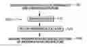 Fig. 01 - Layered vector architecture compatibility for cross-system portability