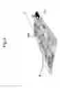 Fig. 04 - Method and Apparatus of Generating Image