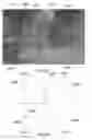 Fig. 29 - Algorithm and device for image processing