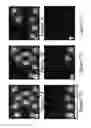 Fig. 08 - 3-D localization and imaging of dense arrays of particles