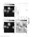 Fig. 15 - 3-D localization and imaging of dense arrays of particles