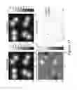 Fig. 18 - 3-D localization and imaging of dense arrays of particles