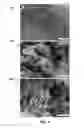 Fig. 03 - Melanins as active components in energy storage materials