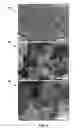 Fig. 04 - Melanins as active components in energy storage materials