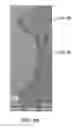 Fig. 04 - METHOD AND COMPOSITION FOR PROVIDING PORE SEALING LAYER ON POROUS LOW DIELECTRIC CONSTANT FILMS