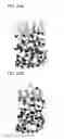 Fig. 44 - Semiconductor device and method for manufacturing the same