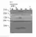 Fig. 01 - Vertical light emitting diode with photonic nanostructures and method of fabrication thereof