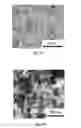 Fig. 06 - Three-dimensional, porous anode for use in lithium-ion batteries and method of fabrication thereof