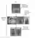 Fig. 03 - MICROPROPAGATION AND PLANT REGENERATION SYSTEMS FOR ARUNDO DONAX AND OTHER MONOCOTS