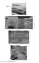 Fig. 05 - MICROPROPAGATION AND PLANT REGENERATION SYSTEMS FOR ARUNDO DONAX AND OTHER MONOCOTS