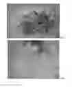 Fig. 07 - MICROPROPAGATION AND PLANT REGENERATION SYSTEMS FOR ARUNDO DONAX AND OTHER MONOCOTS