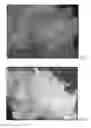 Fig. 08 - MICROPROPAGATION AND PLANT REGENERATION SYSTEMS FOR ARUNDO DONAX AND OTHER MONOCOTS