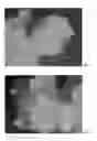 Fig. 09 - MICROPROPAGATION AND PLANT REGENERATION SYSTEMS FOR ARUNDO DONAX AND OTHER MONOCOTS