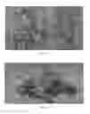 Fig. 10 - MICROPROPAGATION AND PLANT REGENERATION SYSTEMS FOR ARUNDO DONAX AND OTHER MONOCOTS