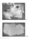 Fig. 11 - MICROPROPAGATION AND PLANT REGENERATION SYSTEMS FOR ARUNDO DONAX AND OTHER MONOCOTS