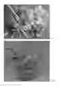 Fig. 12 - MICROPROPAGATION AND PLANT REGENERATION SYSTEMS FOR ARUNDO DONAX AND OTHER MONOCOTS