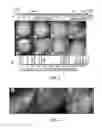 Fig. 03 - Maternally induced sterility in animals