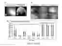 Fig. 07 - Maternally induced sterility in animals