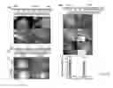 Fig. 10 - Maternally induced sterility in animals