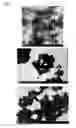 Fig. 03 - CREAMER COMPOSITION COMPRISING PLANT PROTEIN MICROPARTICLES