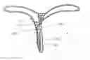Fig. 01 - Minimal-coverage undergarments