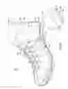 Fig. 07 - Decoupled foot stabilizer system