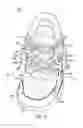 Fig. 16 - Decoupled foot stabilizer system