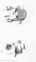 Fig. 12 - Circumferential vertebral column fixation system