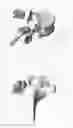 Fig. 32 - Circumferential vertebral column fixation system