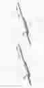 Fig. 41 - Circumferential vertebral column fixation system