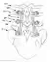 Fig. 01 - Flexible spine components