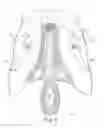Fig. 06 - TRANSOBTURATOR METHODS FOR INSTALLING SLING TO TREAT INCONTINENCE, AND RELATED DEVICES